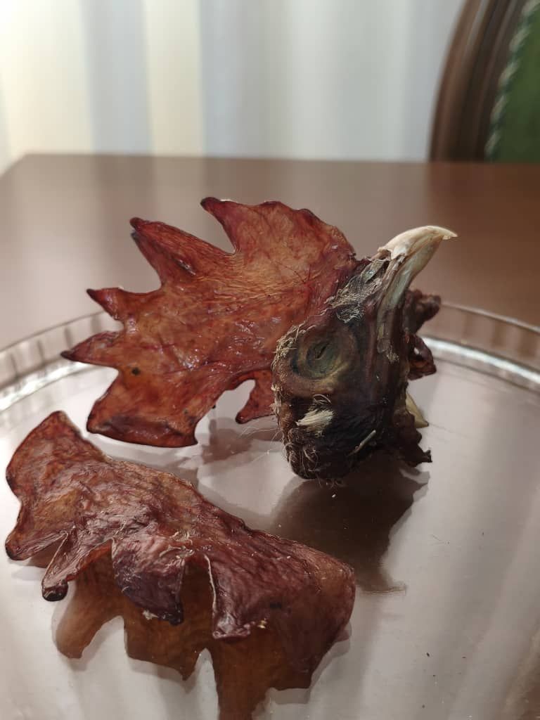 سر و کاکل مرغ